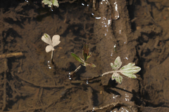 Ranunculus hispidus nitidus