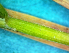 Dichanthelium aciculare