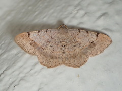 Frederickia flaviterminata