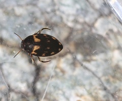 Clarkhydrus corvinus