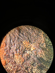 Colletotrichum gloeosporioides