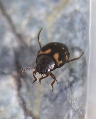 Clarkhydrus corvinus