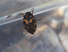 Clarkhydrus corvinus