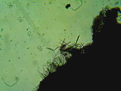 Colletotrichum gloeosporioides