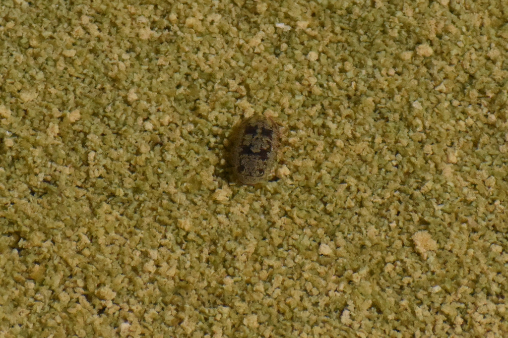 Thermosphaeroma macrura