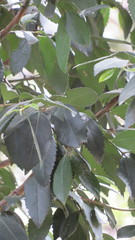 Laureliopsis philippiana