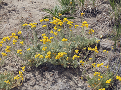 Artemisia potentilloides potentilloides