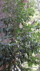 Laureliopsis philippiana