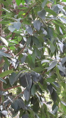 Laureliopsis philippiana