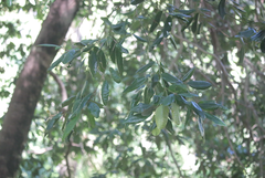 Eucryphia cordifolia