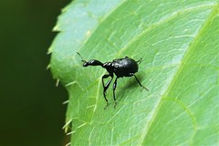 Cycnotrachelodes