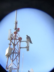 Geranoaetus melanoleucus australis