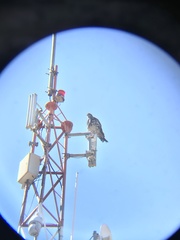 Geranoaetus melanoleucus australis