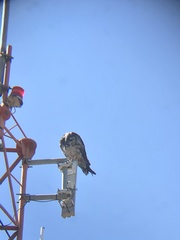 Geranoaetus melanoleucus australis