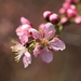 Japanese Bush Cherry - Photo (c) TANAKA Juuyoh (田中十洋), some rights reserved (CC BY)