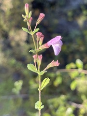 Clinopodium dentatum