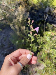 Clinopodium dentatum