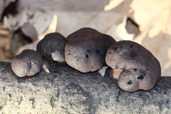 Daldinia concentrica