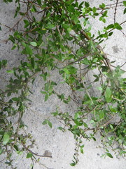 Coprosma areolata