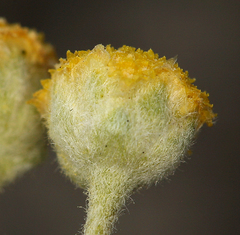 Artemisia potentilloides potentilloides