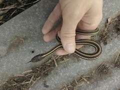 Thamnophis sirtalis annectens