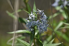 Amsonia ciliata