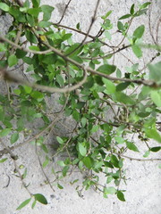 Coprosma areolata