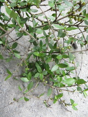 Coprosma areolata