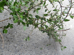 Coprosma areolata