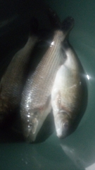 Prochilodus nigricans