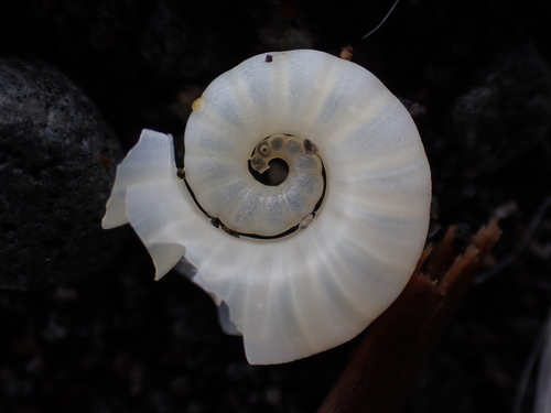 photo of Ram's Horn Squid (Spirula spirula)