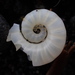 photo of Ram's Horn Squid (Spirula spirula)