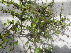Coprosma areolata