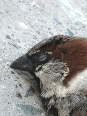 Passer domesticus