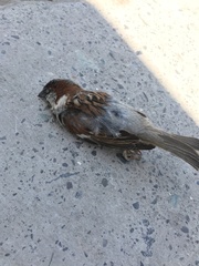 Passer domesticus