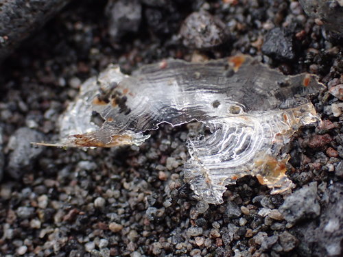 photo of By-the-wind Sailor (Velella velella)