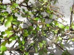 Coprosma areolata