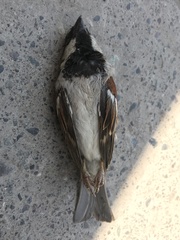 Passer domesticus