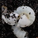 photo of Small Goose Barnacle (Lepas pectinata)