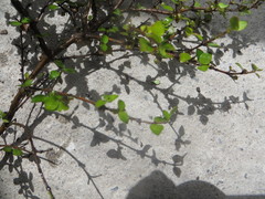 Coprosma areolata