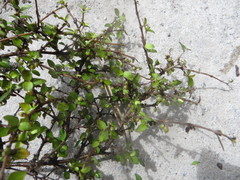Coprosma areolata