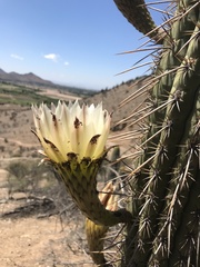 Trichocereus chiloensis chiloensis