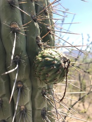 Trichocereus chiloensis chiloensis