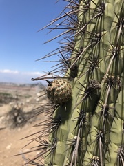 Trichocereus chiloensis chiloensis