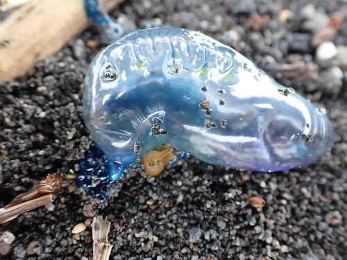 photo of Portuguese Man O' War (Physalia physalis)