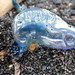 photo of Portuguese Man O' War (Physalia physalis)