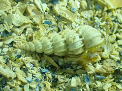 Epitonium indianorum