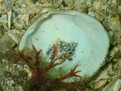 Clinocardium nuttallii