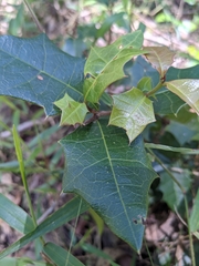 Alchornea ilicifolia