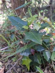 Alchornea ilicifolia